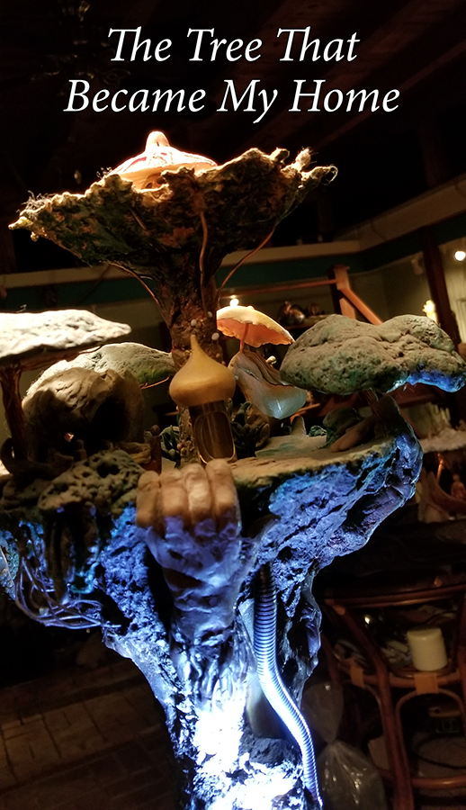 52 the tree
                      that became my home 05