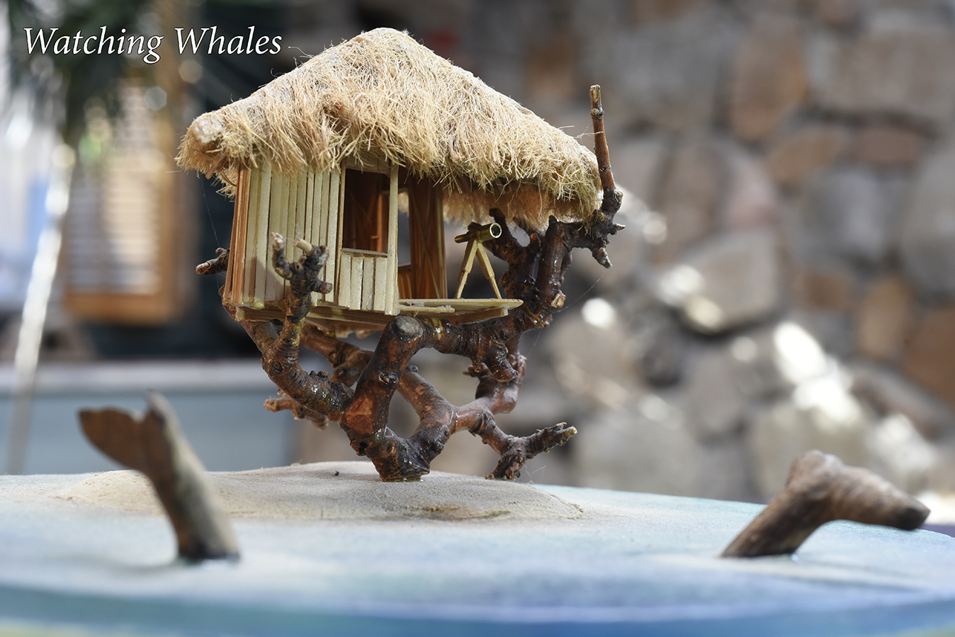 58 watching
                      whales 01